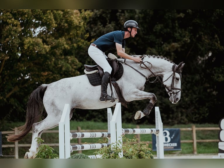 Hanoverian Mare 7 years 16,2 hh Grey in Riedstadt