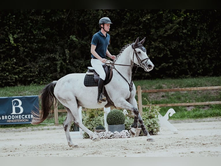 Hanoverian Mare 7 years 16,2 hh Grey in Riedstadt