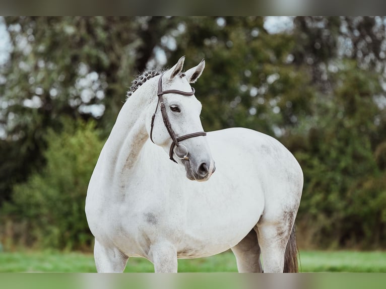 Hanoverian Mare 7 years 16,2 hh Grey in Riedstadt