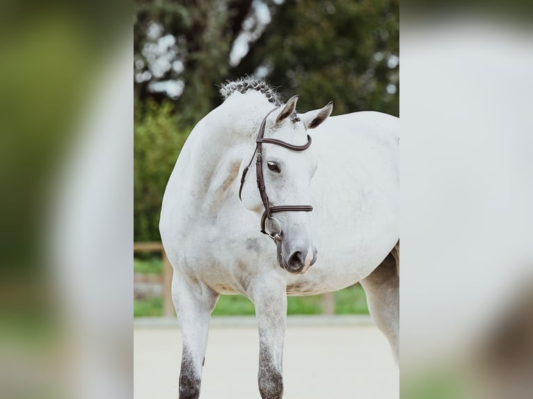 Hanoverian Mare 7 years 16,2 hh Grey in Riedstadt