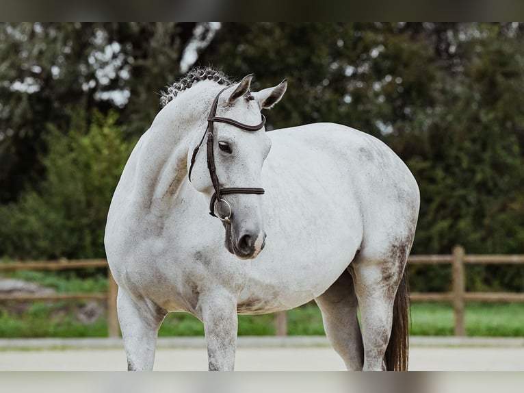 Hanoverian Mare 7 years 16,2 hh Grey in Riedstadt