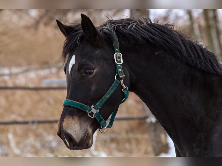 Hanoverian Mare 7 years 16,2 hh Smoky-Black in Glaubitz