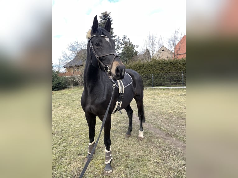 Hanoverian Mare 7 years 16,2 hh Smoky-Black in Glaubitz
