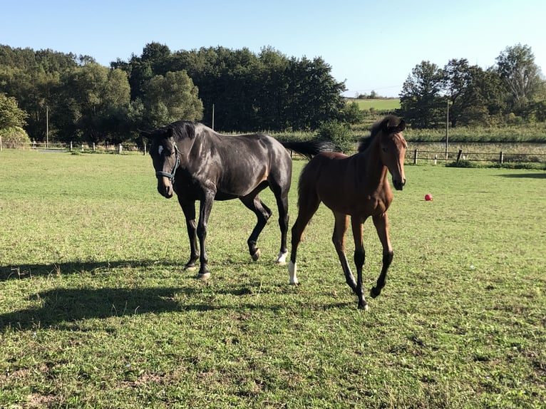 Hanoverian Mare 7 years 16,2 hh Smoky-Black in Nünchritz