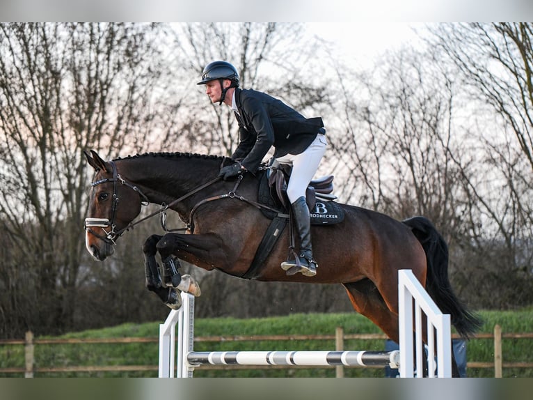 Hanoverian Mare 7 years 16,3 hh Bay-Dark in Riedstadt