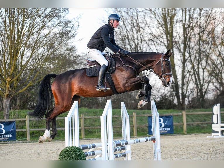 Hanoverian Mare 7 years 16,3 hh Bay-Dark in Riedstadt