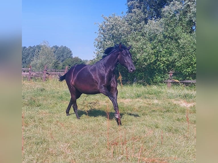 Hanoverian Mare 7 years 16,3 hh Black in Noertzange