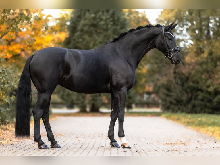 Hanoverian Mare 7 years 16,3 hh Black in Lippetal