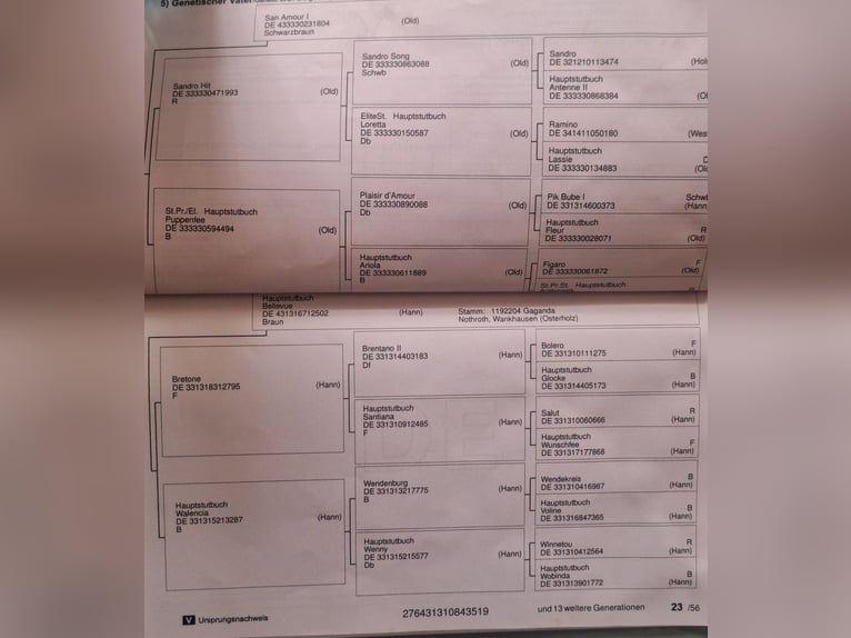 Hanoverian Mare 7 years 16,3 hh Brown in Békésszentandrás