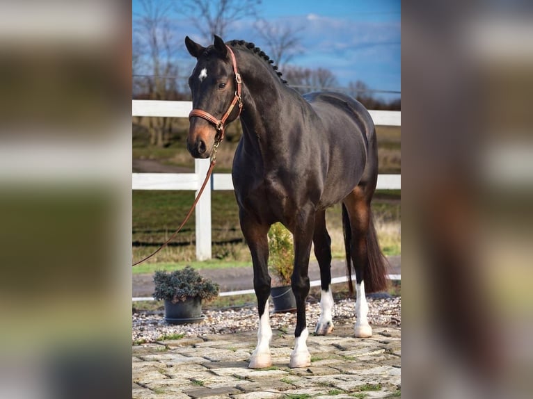 Hanoverian Mare 7 years 16,3 hh Brown in Békésszentandrás