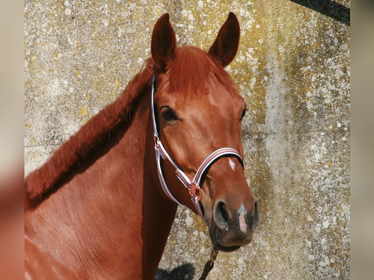 Hanoverian Mare 7 years 16,3 hh Chestnut-Red in Lüneburg