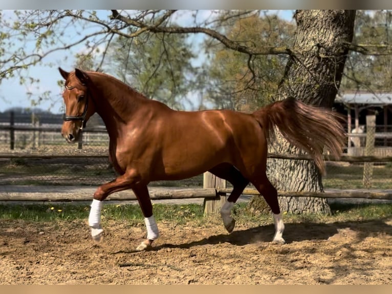 Hanoverian Mare 7 years 16,3 hh Chestnut-Red in Lüneburg