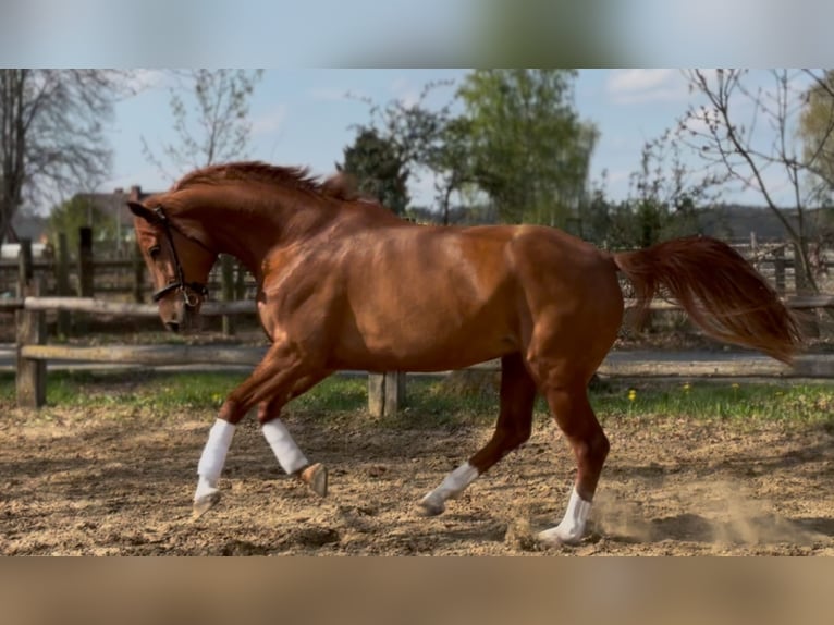 Hanoverian Mare 7 years 16,3 hh Chestnut-Red in Lüneburg