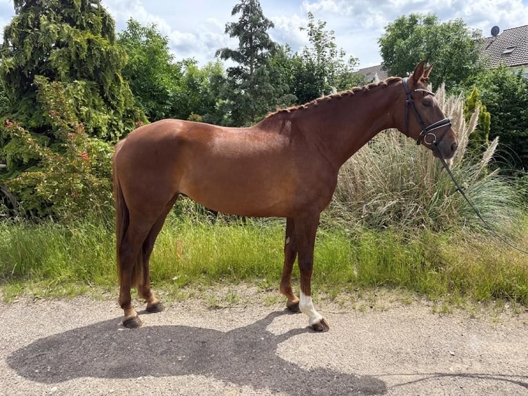 Hanoverian Mare 7 years 17.1 hh Chestnut in Niederkassel