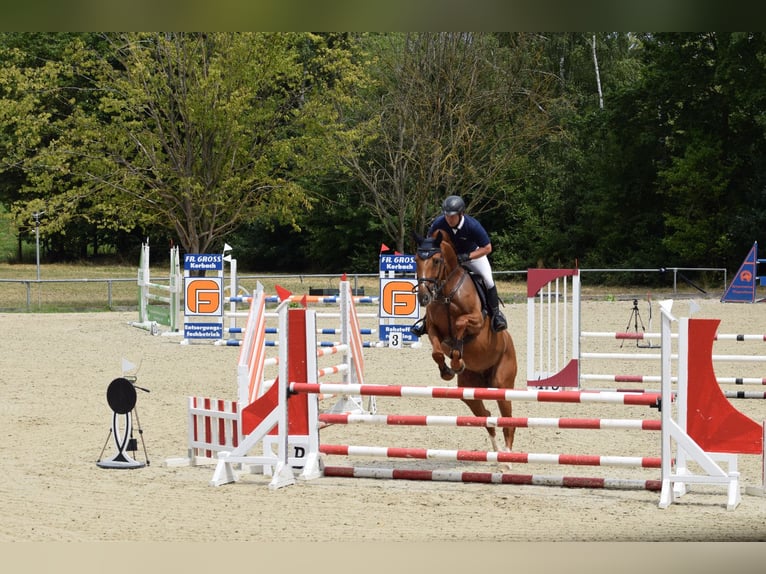 Hanoverian Mare 7 years 17,1 hh Chestnut-Red in Neukirchen