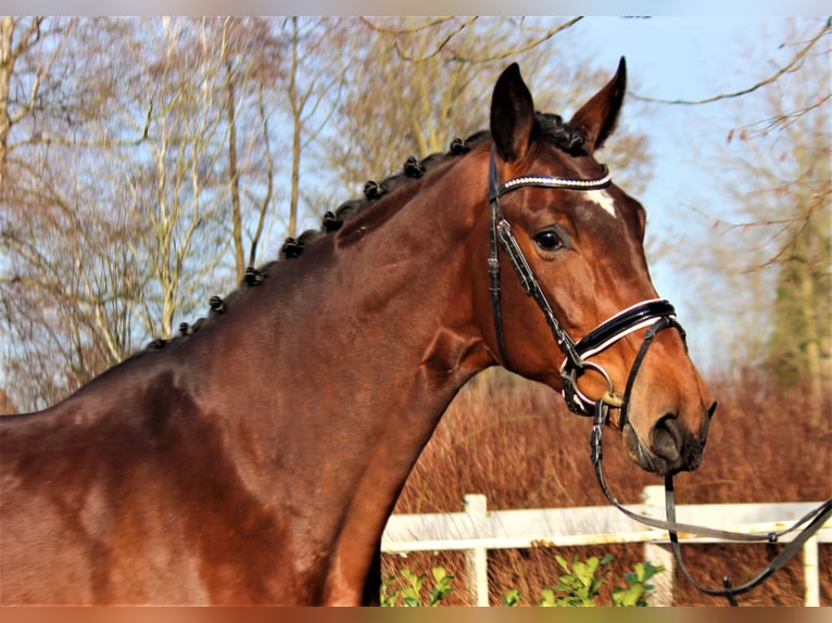 Hanoverian Mare 7 years 17,3 hh Brown in Selsingen