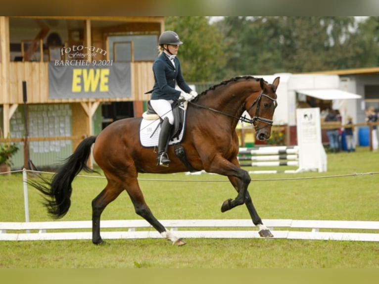 Hanoverian Mare 7 years 17,3 hh Brown in Selsingen