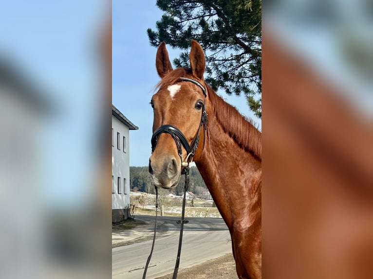 Hanoverian Mare 7 years 17,3 hh Chestnut-Red in Pelmberg