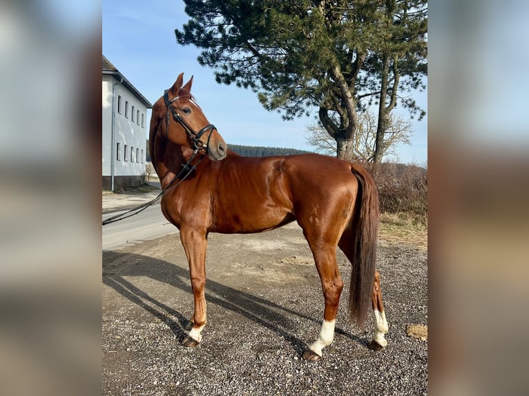 Hanoverian Mare 7 years 17,3 hh Chestnut-Red in Pelmberg