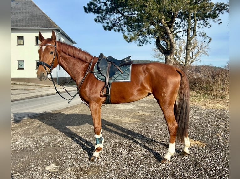 Hanoverian Mare 7 years 17,3 hh Chestnut-Red in Pelmberg