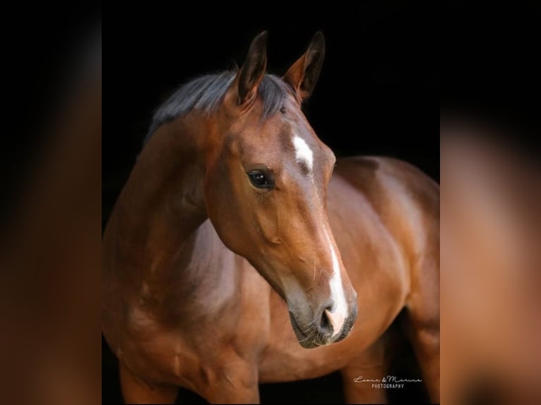 Hanoverian Mare 7 years 17 hh Bay-Dark in Augsburg