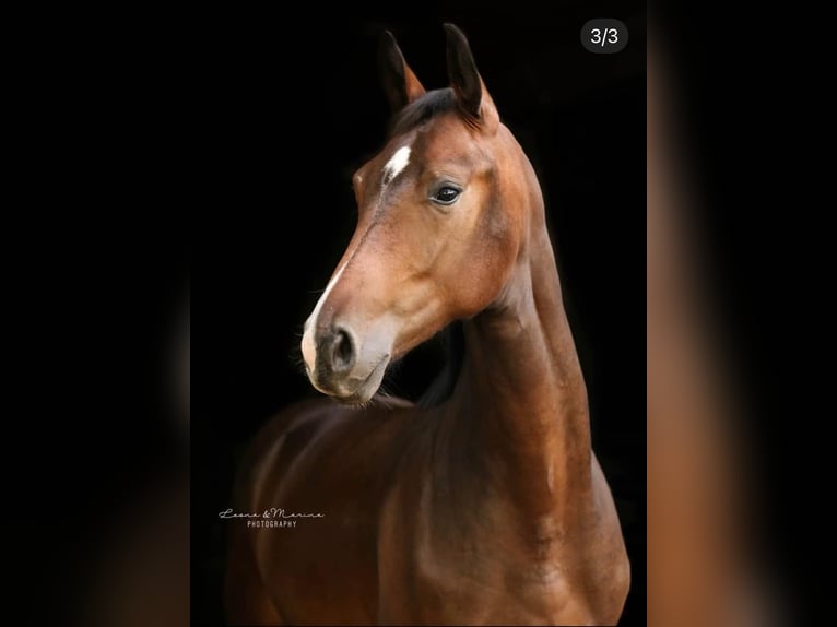 Hanoverian Mare 7 years 17 hh Bay-Dark in Augsburg