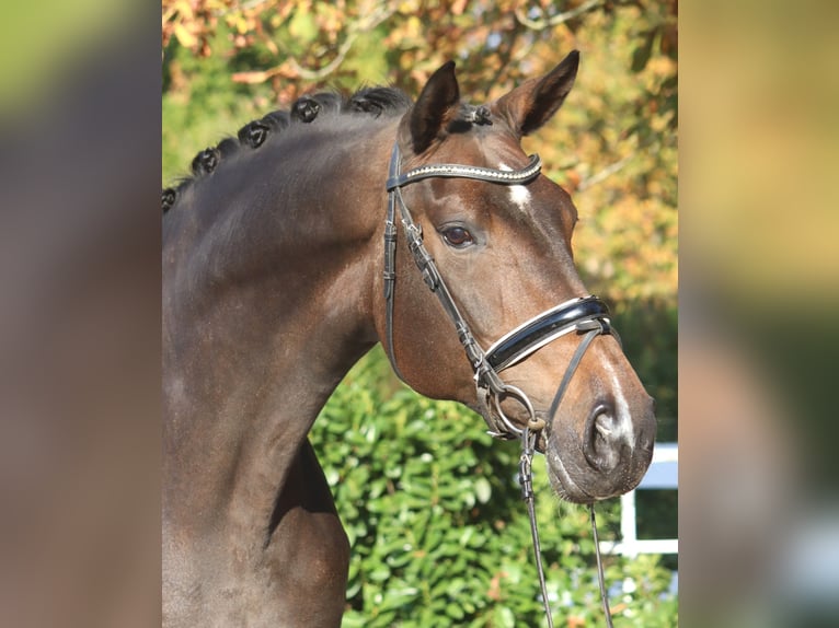 Hanoverian Mare 7 years 17 hh Bay-Dark in Selsingen