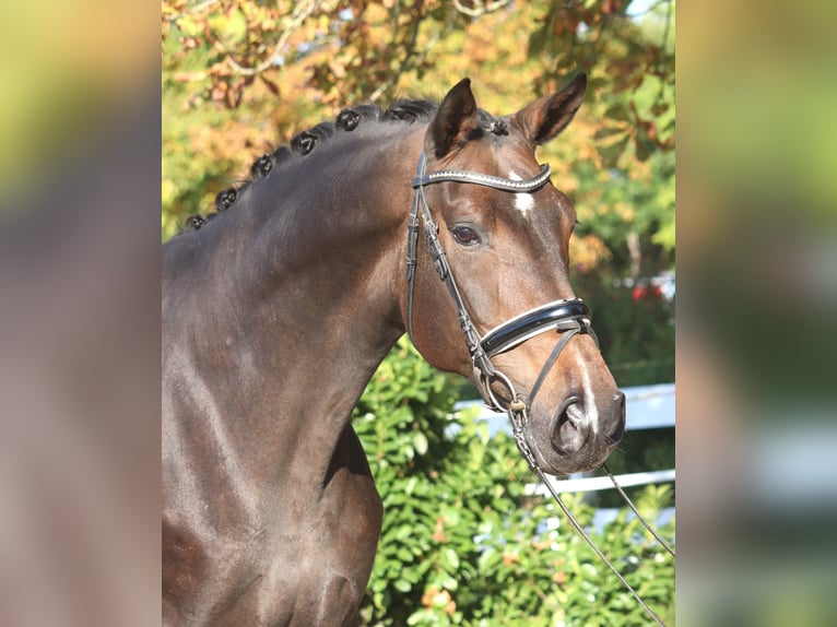 Hanoverian Mare 7 years 17 hh Bay-Dark in Selsingen