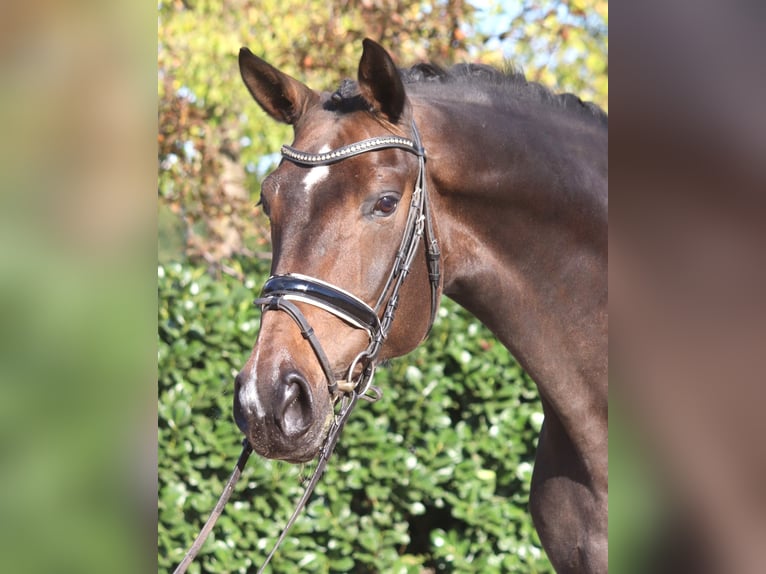 Hanoverian Mare 7 years 17 hh Bay-Dark in Selsingen
