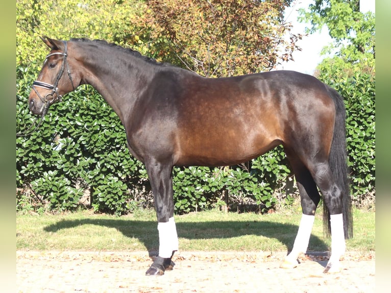 Hanoverian Mare 7 years 17 hh Bay-Dark in Selsingen