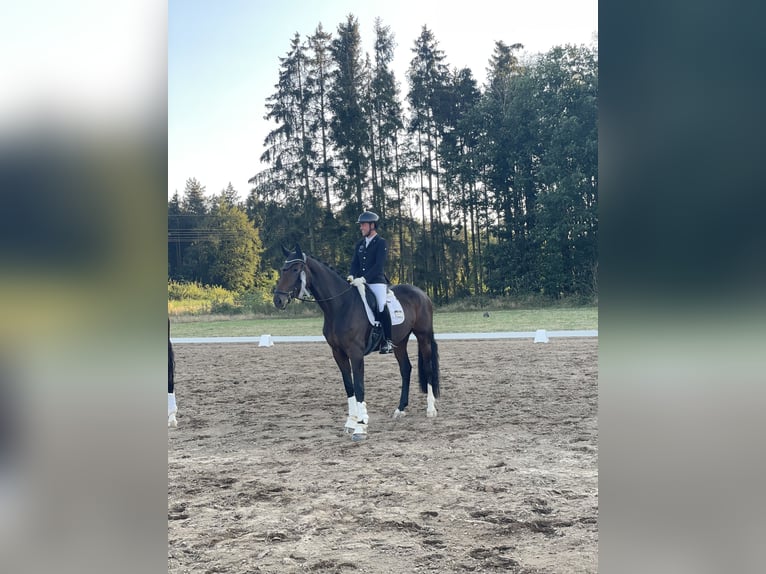 Hanoverian Mare 7 years 17 hh Bay-Dark in Schierensee