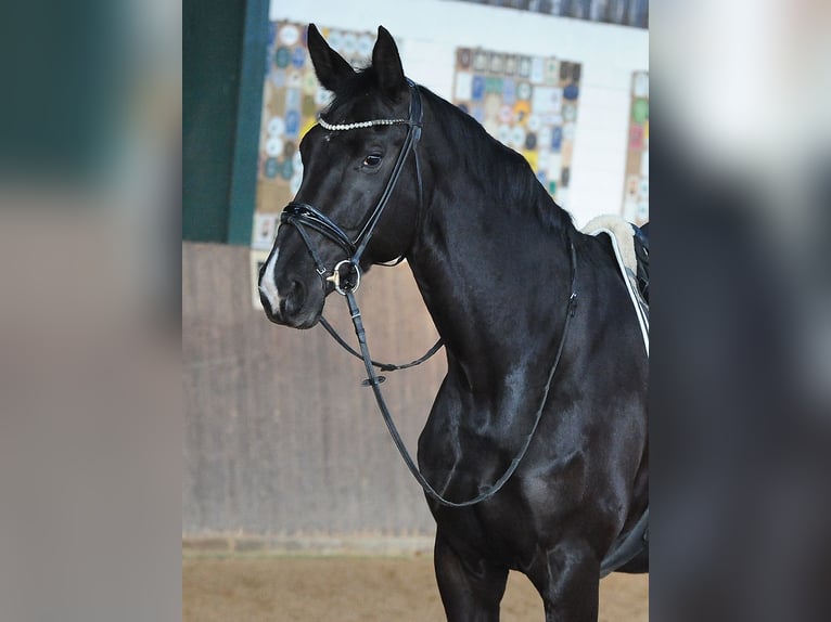 Hanoverian Mare 7 years 17 hh Black in Isernhagen