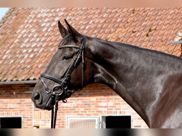 Hanoverian Mare 7 years 17 hh Black in Dannenberg (Elbe) Nebenstedt