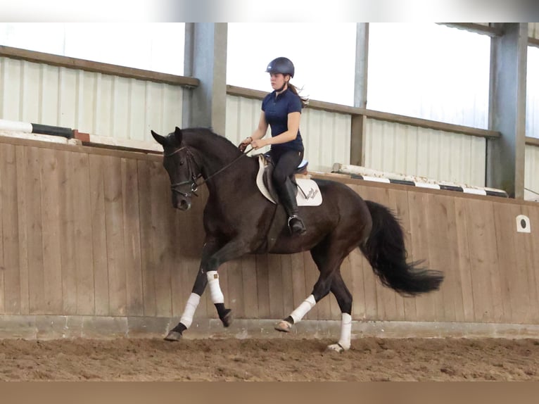 Hanoverian Mare 7 years 17 hh Black in Dannenberg (Elbe) Nebenstedt