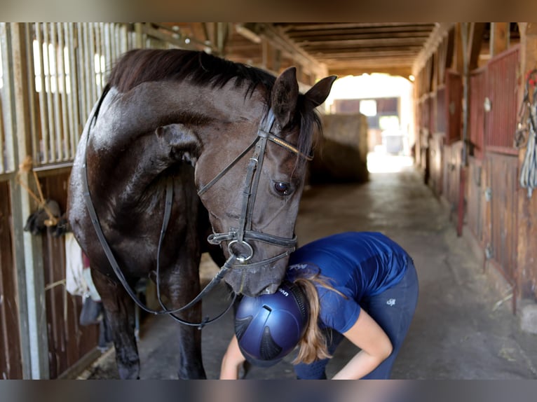 Hanoverian Mare 7 years 17 hh Black in Dannenberg (Elbe) Nebenstedt