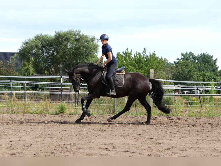 Hanoverian Mare 7 years 17 hh Black in Dannenberg (Elbe) Nebenstedt