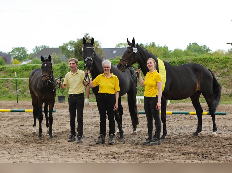 Hanoverian Mare 7 years 17 hh Black in Dannenberg (Elbe) Nebenstedt