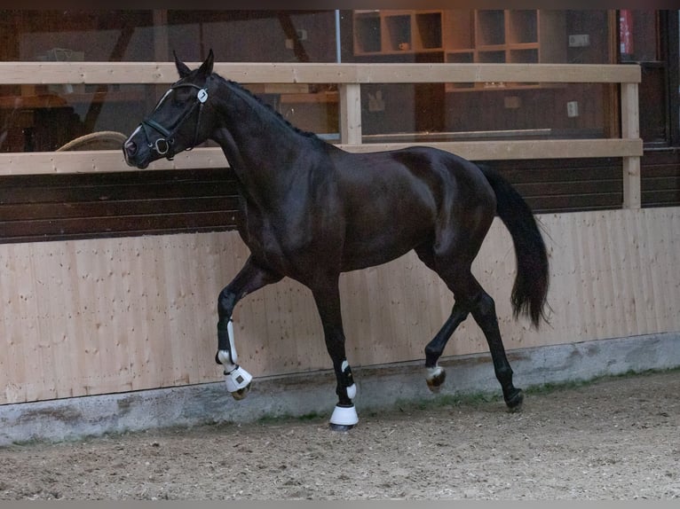 Hanoverian Mare 7 years 17 hh Black in Moers