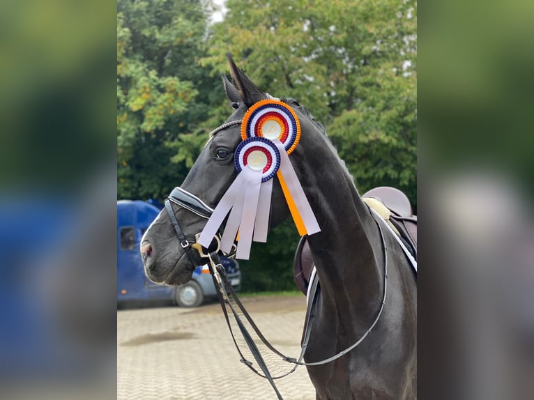 Hanoverian Mare 7 years 17 hh Black in Moers
