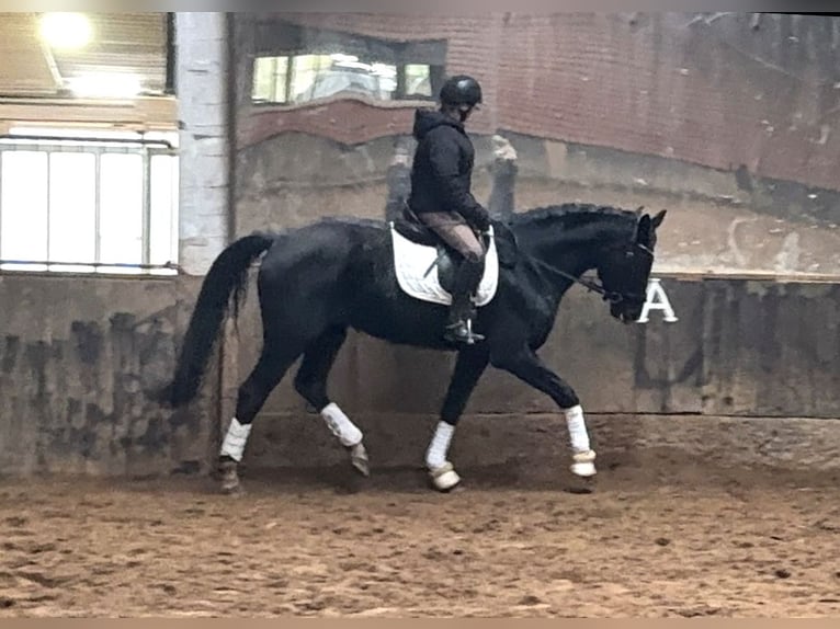 Hanoverian Mare 7 years 17 hh Black in Anschau