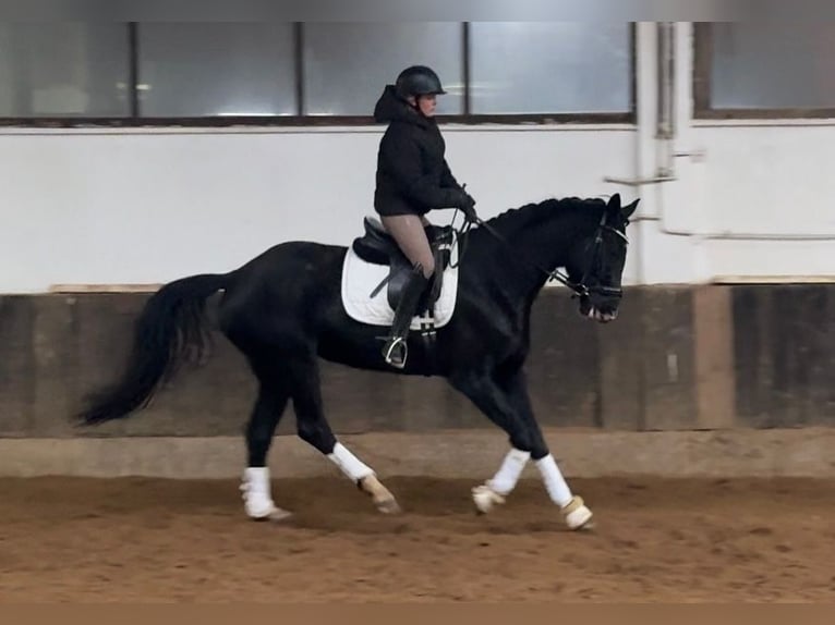 Hanoverian Mare 7 years 17 hh Black in Anschau