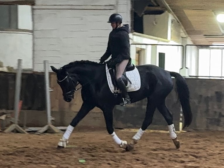 Hanoverian Mare 7 years 17 hh Black in Anschau