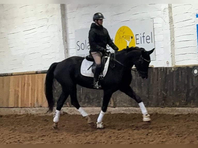 Hanoverian Mare 7 years 17 hh Black in Anschau