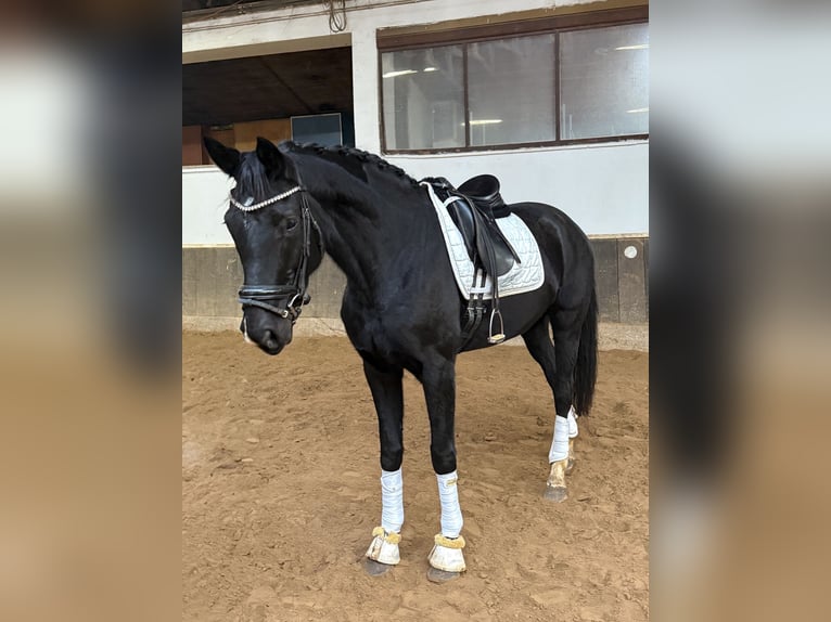 Hanoverian Mare 7 years 17 hh Black in Anschau