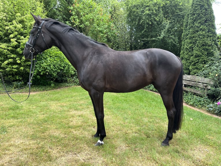 Hanoverian Mare 7 years 17 hh Black in Belm