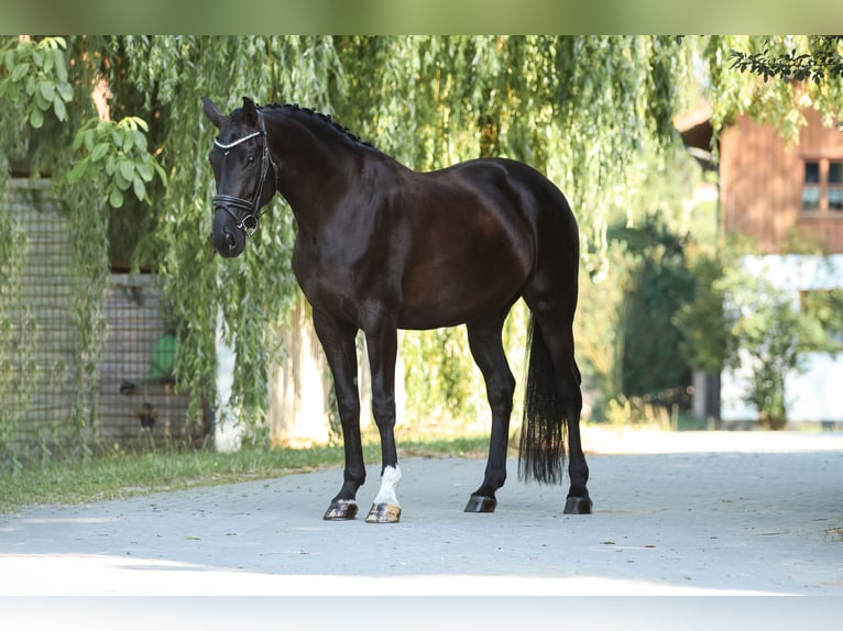 Hanoverian Mare 7 years 17 hh Black in Bodenkirchen
