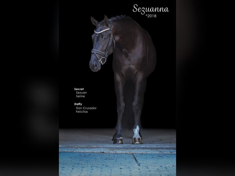 Hanoverian Mare 7 years 17 hh Black in Bodenkirchen