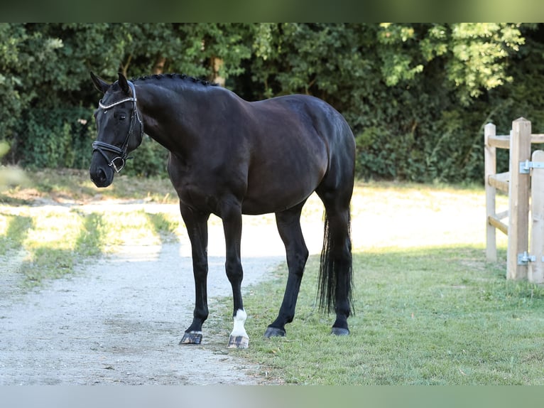 Hanoverian Mare 7 years 17 hh Black in Bodenkirchen