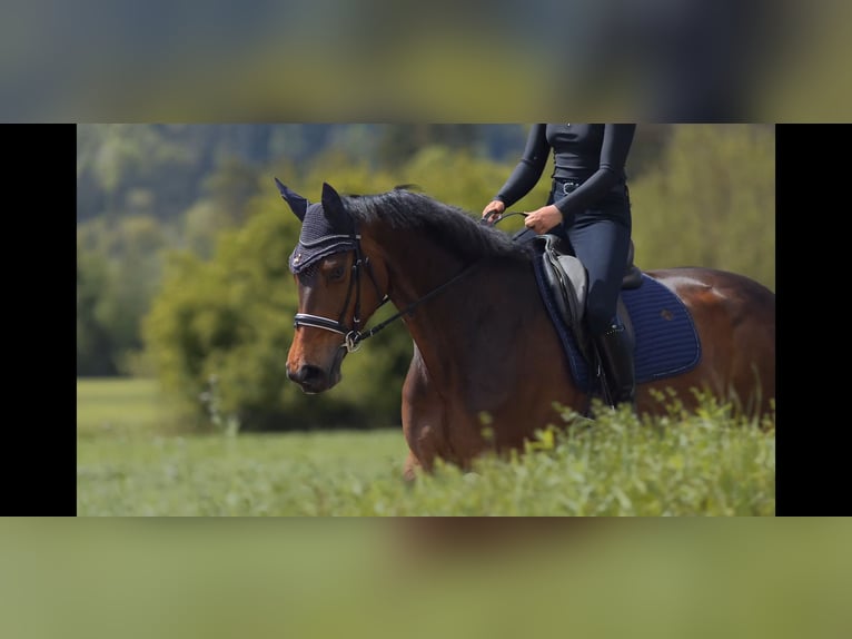 Hanoverian Mare 7 years 17 hh Brown in Schlins