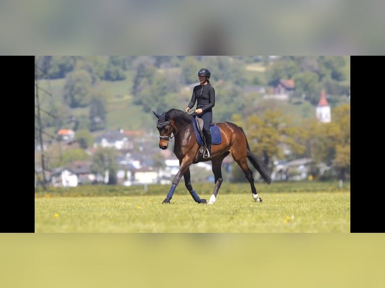 Hanoverian Mare 7 years 17 hh Brown in Schlins